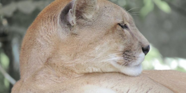 Registros de pumas na Itaipu evidenciam a riqueza da biodiversidade local e o sucesso da gestão ambiental