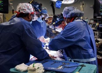 Homem recebe coração de porco em transplante pela primeira vez