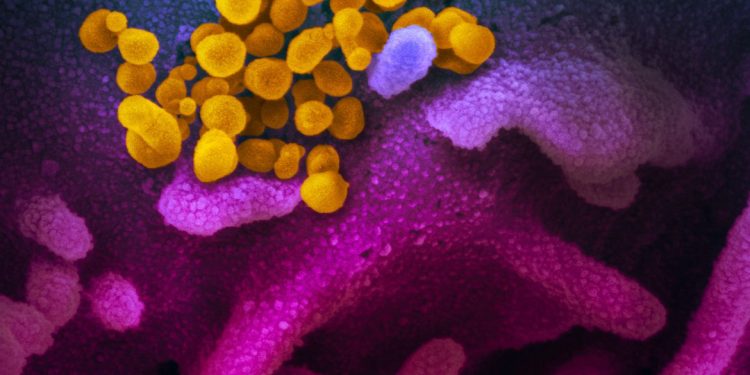 Casos diários de covid-19 aumentam mais de 6 vezes em uma semana