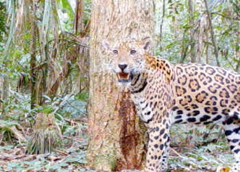 Nova onça é registrada no Parque Nacional do Iguaçu