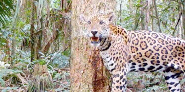 Nova onça é registrada no Parque Nacional do Iguaçu