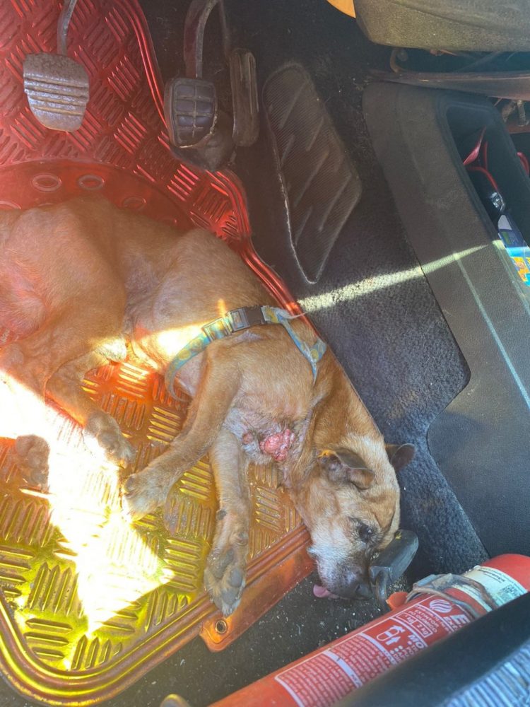 Diretoria de Bem-Estar Animal atende denúncia de animal abandonado e em situação de maus-tratos