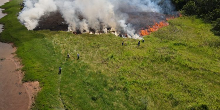 fogo-queimada-mata queimada-incendio florestais