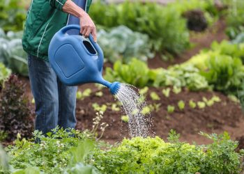 Paraná ampliam segurança alimentar e fortalecem agricultura familiar