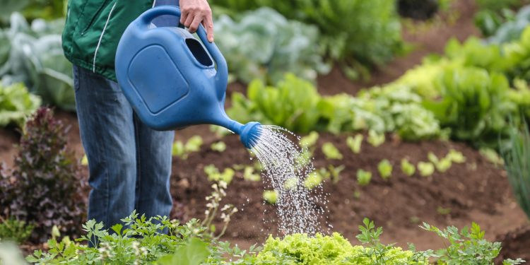 Paraná ampliam segurança alimentar e fortalecem agricultura familiar