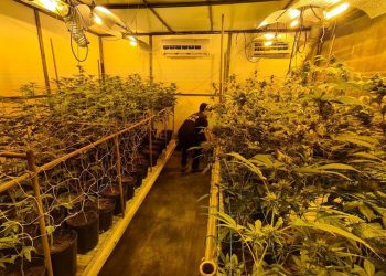 PF fecha estufa clandestina usada para cultivo de maconha em Londrina