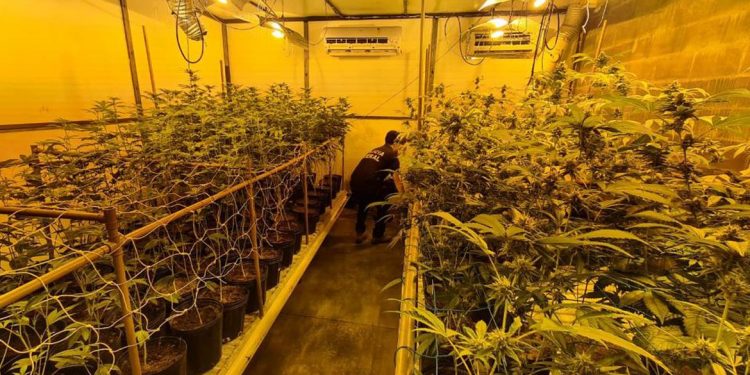 PF fecha estufa clandestina usada para cultivo de maconha em Londrina