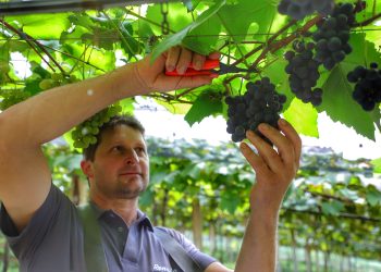 Colheita de uva já começou no Paraná