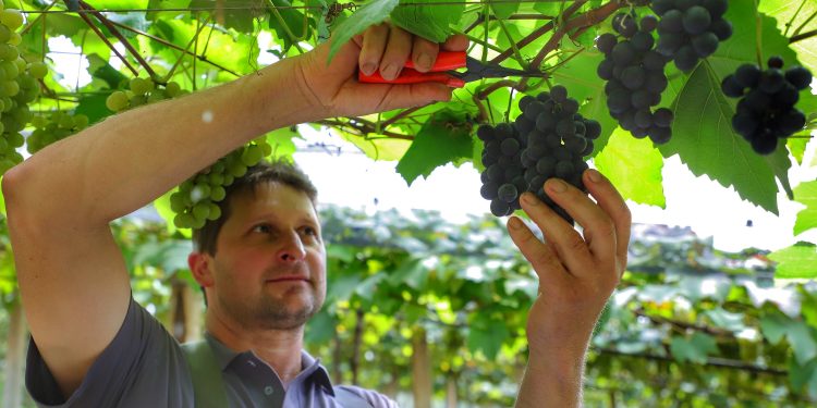 Colheita de uva já começou no Paraná