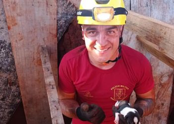 Bombeiros regatam cachorrinha e filhotes em valete na área rural