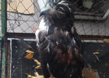 Homem é preso tentando furtar gavião do Bosque Guarani