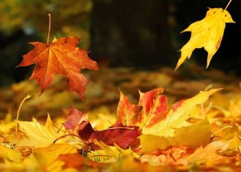 Outono deve chegar mais cedo que o normal em 2022