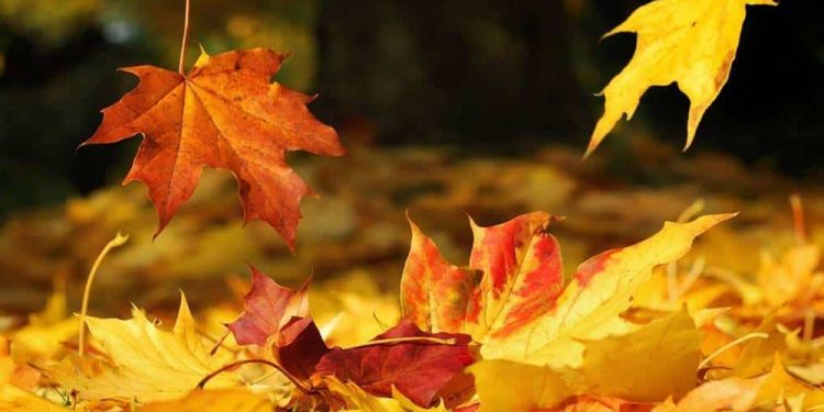 Outono deve chegar mais cedo que o normal em 2022