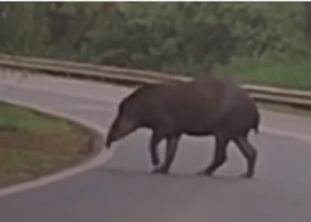 Anta é vista no lado argentino do Parque Nacional do Iguaçu