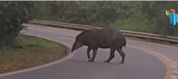 Anta é vista no lado argentino do Parque Nacional do Iguaçu