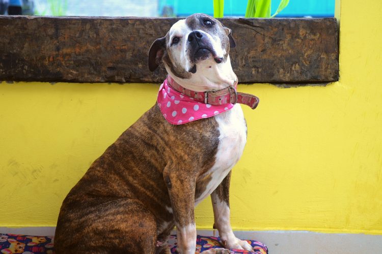 Conheça os mascotes das delegacias da Polícia Civil no litoral do Paraná