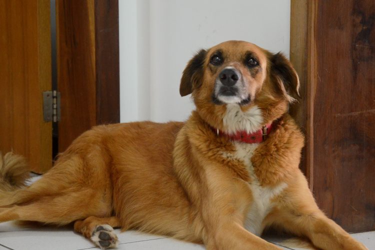 Conheça os mascotes das delegacias da Polícia Civil no litoral do Paraná