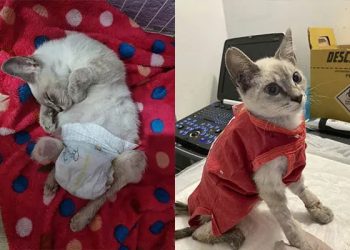 Veterinários encontram camisinha dentro de gata abandonada no Paraná