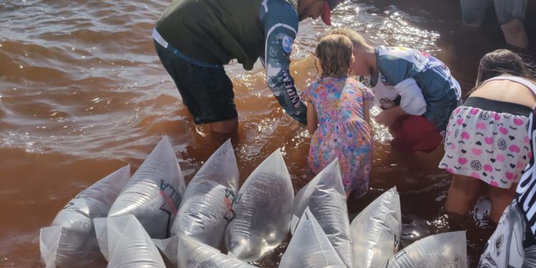 soltura-peixes-rio-paraná