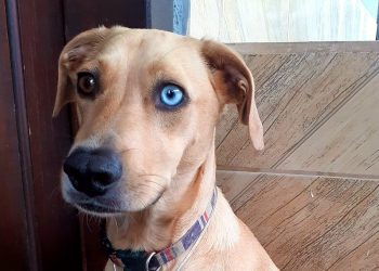 Conheça os mascotes das delegacias da Polícia Civil no litoral do Paraná