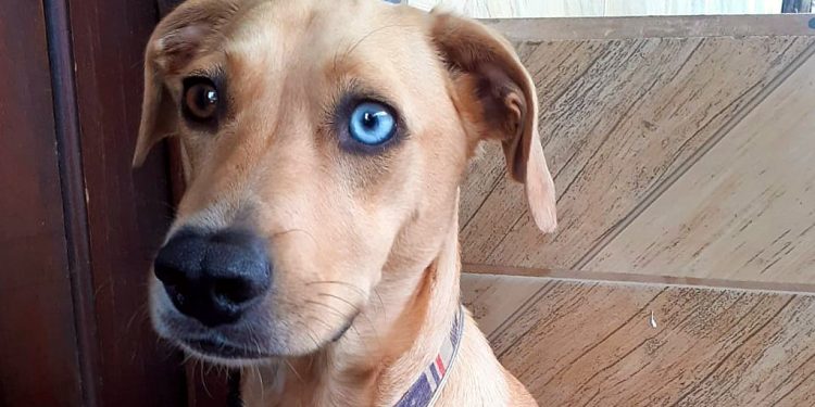 Conheça os mascotes das delegacias da Polícia Civil no litoral do Paraná