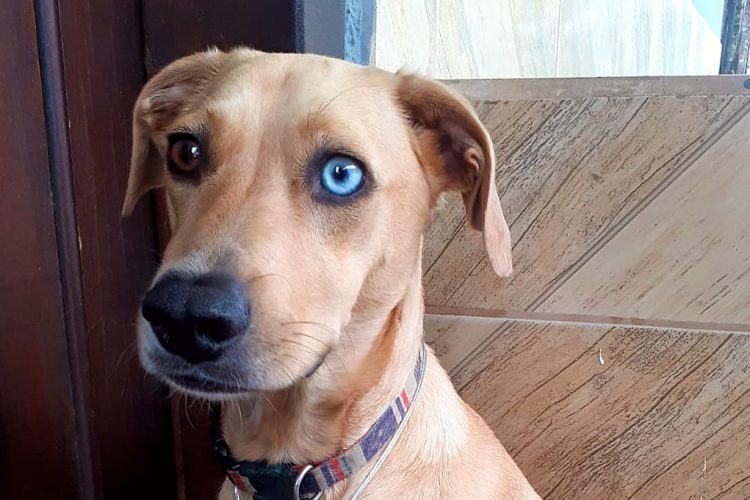 Conheça os mascotes das delegacias da Polícia Civil no litoral do Paraná