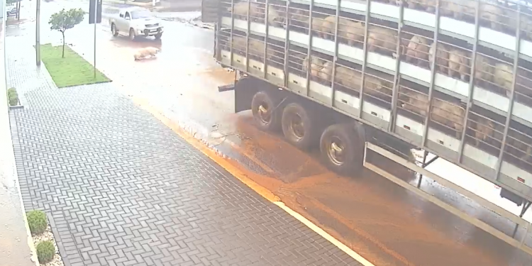 Câmera registra porco caindo de caminhão em São Miguel do Iguaçu