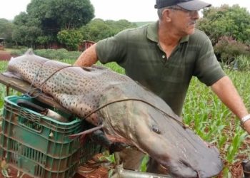 Pescador captura peixe de mais de 40kg no Rio Paraná em Guaíra