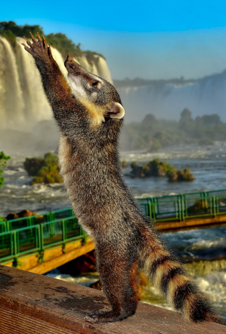 “Belezas do Parque” ganha exposição em Foz do Iguaçu