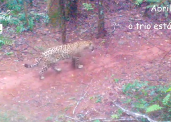 Projeto Onças do Iguaçu registra família de onça-pintada na Trilha da Onça em Serranópolis 