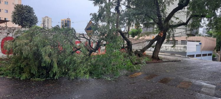 Chuva derruba árvores e interrompe ruas em Foz do Iguaçu