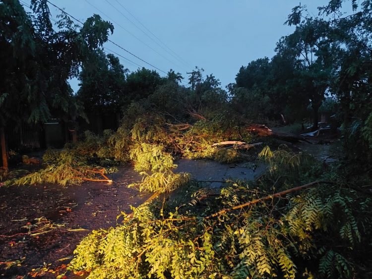 Chuva derruba árvores e interrompe ruas em Foz do Iguaçu