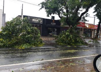 Chuva derruba árvores e interrompe ruas em Foz do Iguaçu