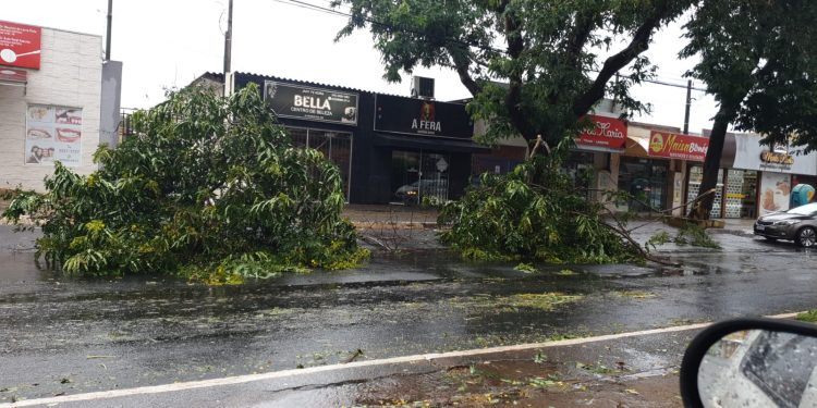 Chuva derruba árvores e interrompe ruas em Foz do Iguaçu