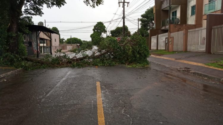 Chuva derruba árvores e interrompe ruas em Foz do Iguaçu