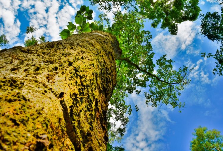 “Belezas do Parque” ganha exposição em Foz do Iguaçu