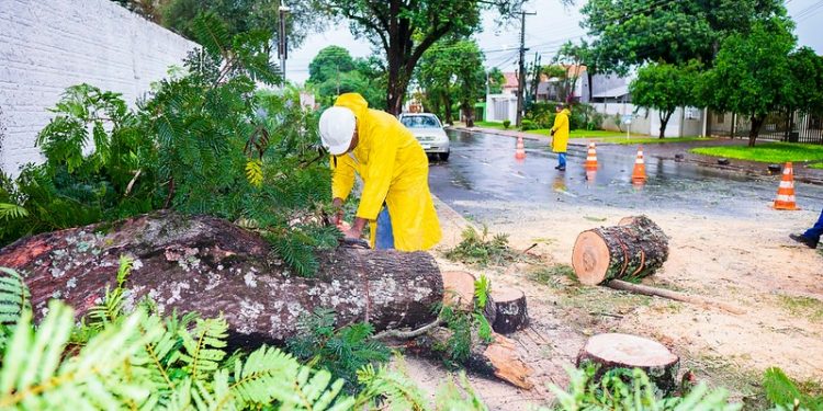 Equipes da Defesa Civil atuam na retirada de árvores e galhos derrubados pela chuva