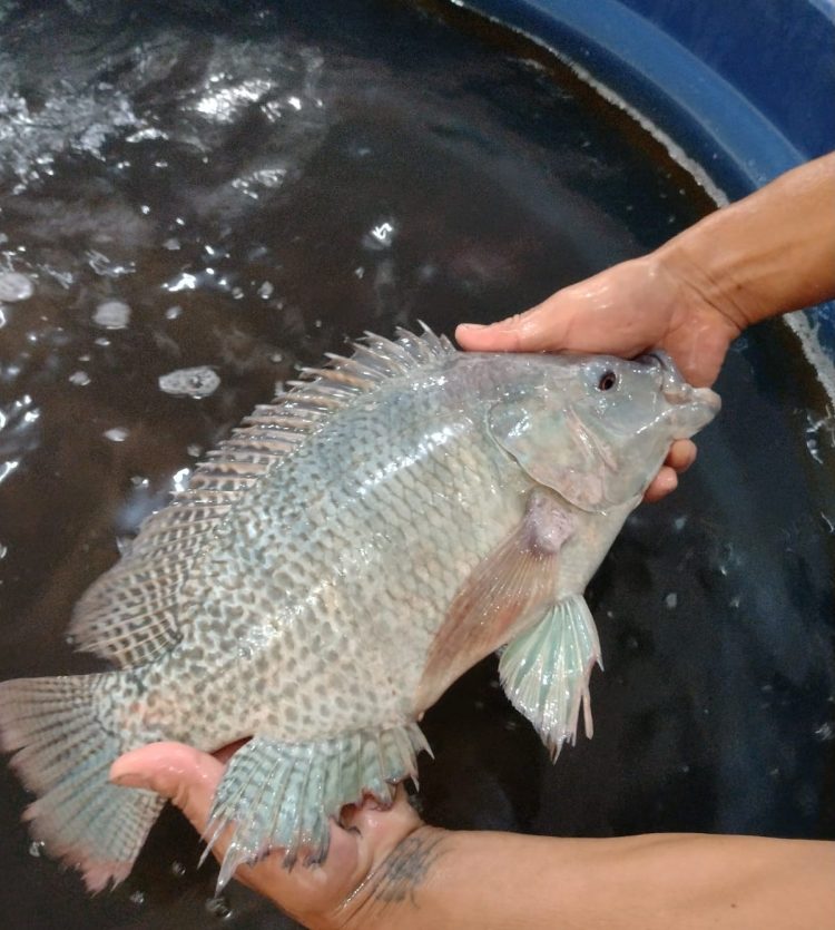 Feira do Peixe Vivo acontece nesta quinta-feira, 14