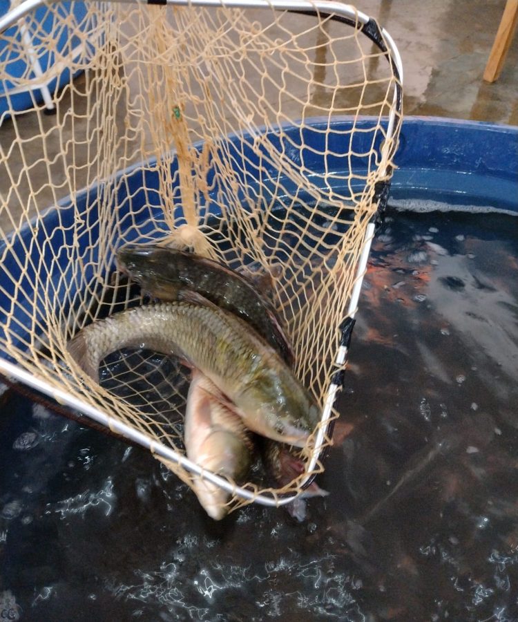 Feira do Peixe Vivo acontece nesta quinta-feira, 14