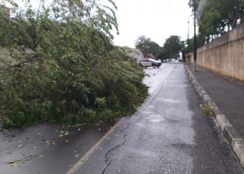 Chuva em Foz causa alagamentos e derruba árvores