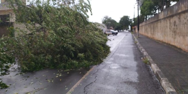 Chuva em Foz causa alagamentos e derruba árvores
