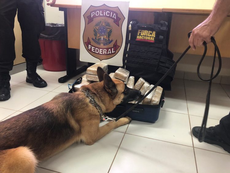 Mulher é presa pela Polícia Federal transportando maconha em ônibus interestadual