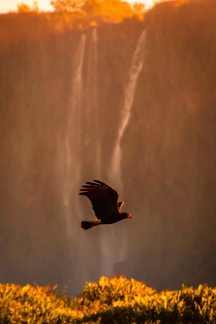 “Belezas do Parque” ganha exposição em Foz do Iguaçu