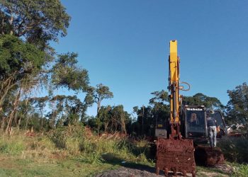 IAT suspende permissão para retirada de árvores em área no Bosque dos Macacos