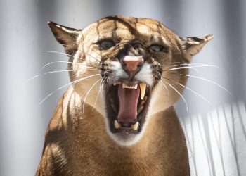 Onça-parda ferida em atropelamento está recuperada e volta a viver na natureza