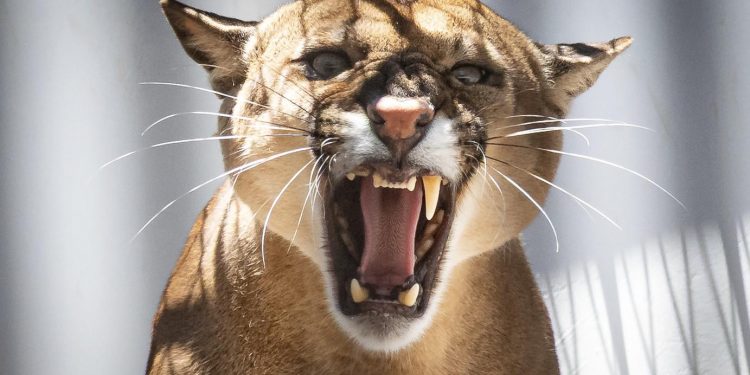 Onça-parda ferida em atropelamento está recuperada e volta a viver na natureza