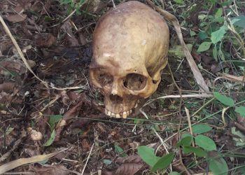Crânio humano é encontrado em mata em Foz do Iguaçu
