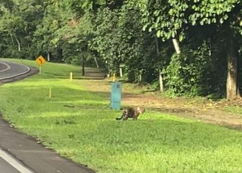 Turistas de Minas Gerais flagram onça-pintada no Parque Nacional do Iguaçu