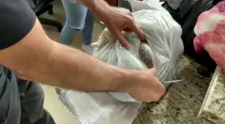 Mulher é presa com barriga falsa carregando seis quilos de semente de maconha