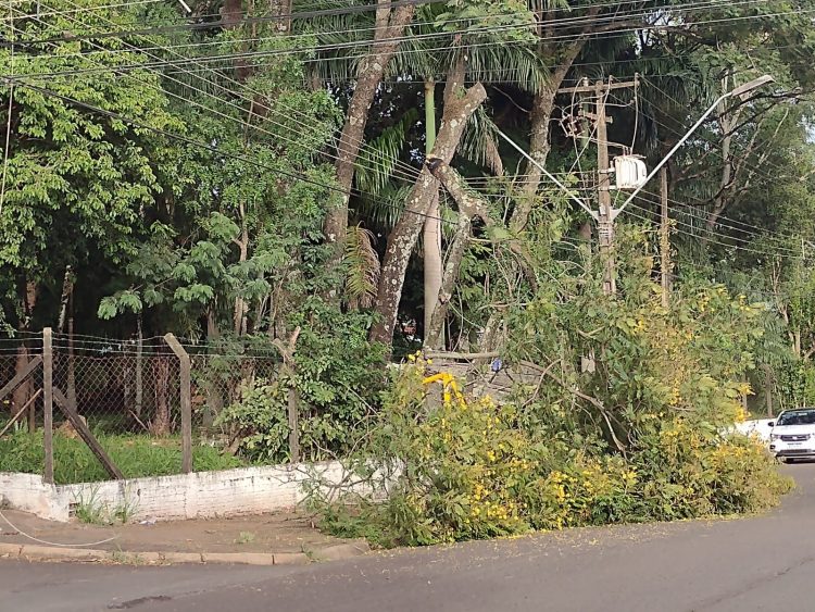 Árvore cai em cima de ponto de ônibus e danifica energia elétrica do bairro Libra